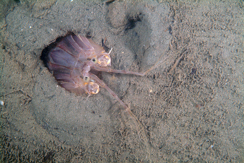 Squilla mantis